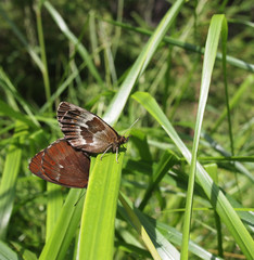 butterfly in the grass