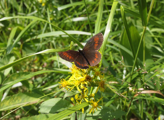 butterfly in the grass