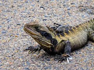 Sydney Lizard
