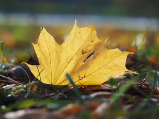maple leaves in autumn