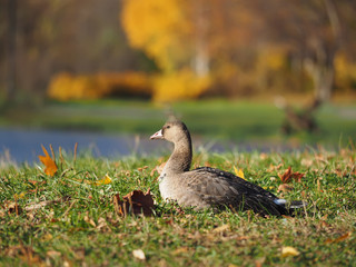 Goose on grass