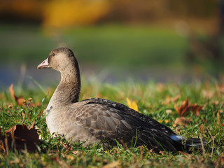 Goose on grass