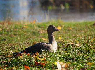 Goose on grass
