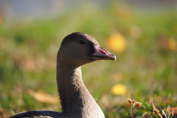Goose on grass