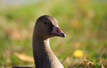 Goose on grass