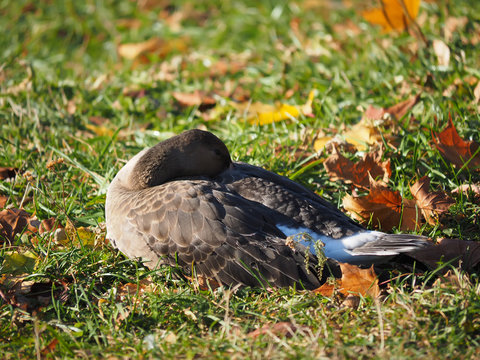 Goose on grass