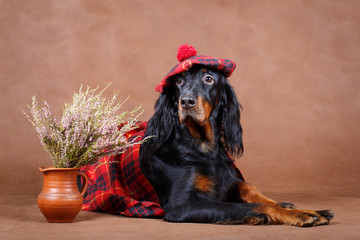 setter gordon dog