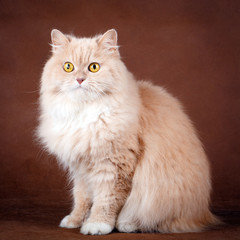 cream cat