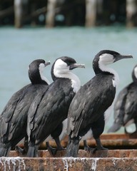 Australian Pied Cormorant or Pied Shag in Australia