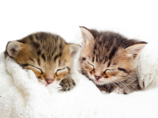 sleeping kitten on a white bedspread
