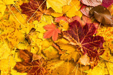 Naklejka na ściany i meble autumn maple leaves as background