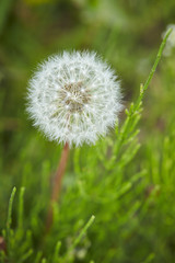Dandelion