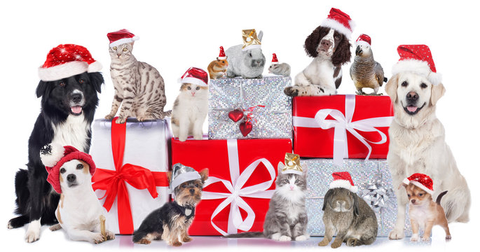 Haustiergruppe an Weihnachten isoliert