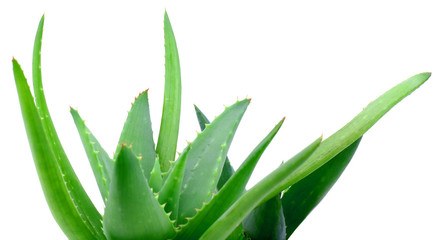 Aloe Vera leaves