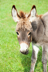 Naklejka na ściany i meble Small donkey, portrait