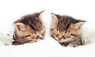 small kitten sleeping on a white bedspread