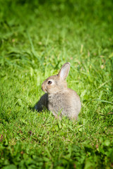 Bunny rabbit in a green grass