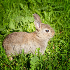 Bunny rabbit in a green grass