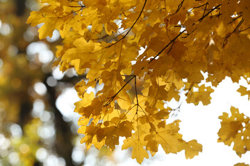 Beautiful autumn leaves, close-up