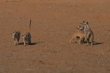 Erdmännchenfamilie (suricata suricatta)