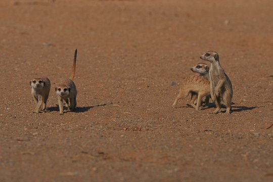 Erdm&auml;nnchenfamilie (suricata suricatta)