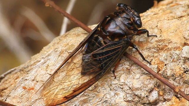 Cicadas in the trees, close up insect from nature