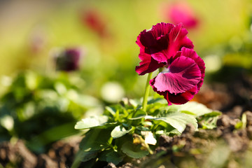 Beautiful flowers in garden