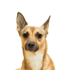 dog muzzle close-up on a white background isolated