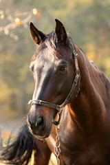 Obraz premium Beautiful brown horse in pasture
