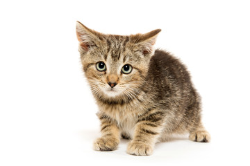 Cute tabby kiten