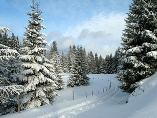 Fototapeta premium Winterwald