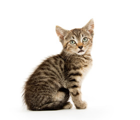 Cute tabby kiten