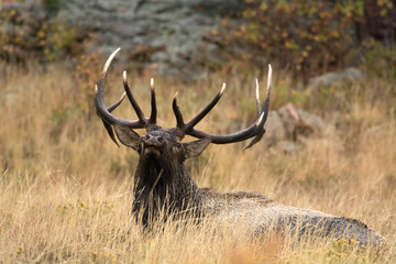 North American elk