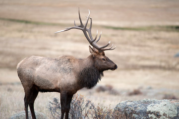 North American elk