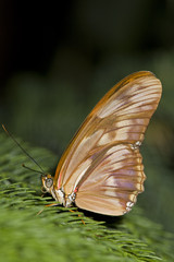 beautiful tropical butterfly setting in a conifer tree