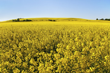 Fototapeta premium Canola field.