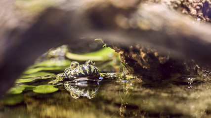 Fire-bellied toad