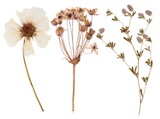 Set of wild flowers pressed - Powered by Adobe
