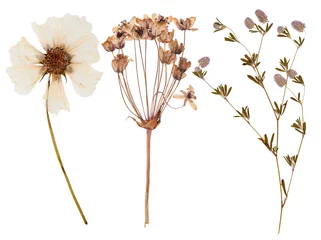 Photo sur Plexiglas Fleurs Ensemble de fleurs sauvages pressées
