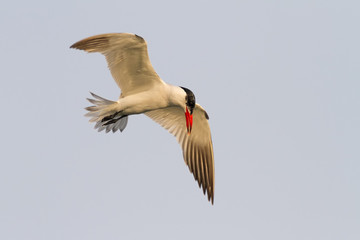 Caspian Tern