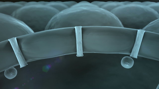 protein, lungs cells