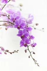 Keuken spatwand met foto purple Dendrobium orchid with soft light © klaikungwon