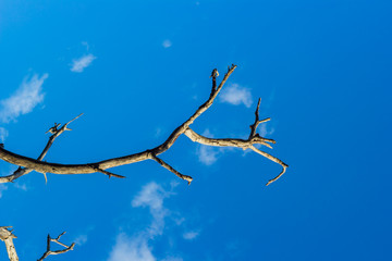 dead branch tree under blue sky