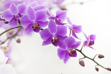 Fototapeta na wymiar purple Dendrobium orchid with soft light