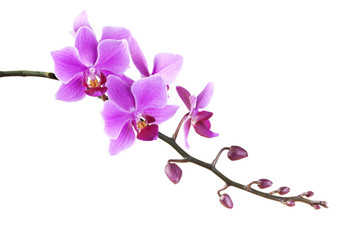 pink Dendrobium orchid on white background