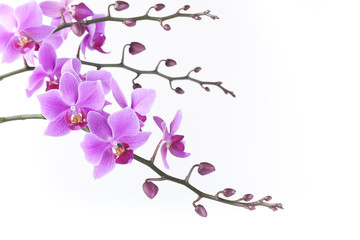 pink Dendrobium orchid on white background