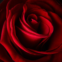 Beautiful red rose