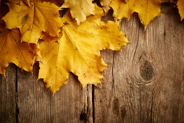 Naklejka na ściany i meble Maple autumn leaves
