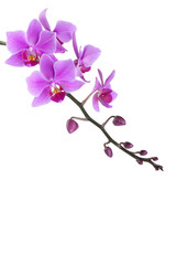 Fototapeta na wymiar pink Dendrobium orchid on white background