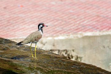 Red-wattled Lapwing bird sitting at the water edge